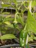 Pimiento de Padron Chilipflanze Bild