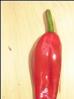 Tazmanian Black Chili Bild