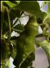 Trinidad Scorpion Green Bild