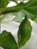 Trinidad Scorpion Green Frucht Bild