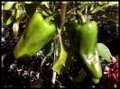 Pimiento de Padron Bild