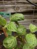 Giant Rocoto treibt neu aus Bild