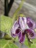 Giant Rocoto Blüte mit Bestäuber Bild