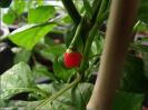 Trinidad Scorpion Green Verkreuzung, eine kleine rote, nicht scharfe Frucht, superschnell abgereift Bild