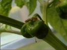 Unreife Frucht von Frontera Sweet Chili Bild