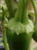 Pimiento de Padron Bild