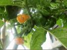 Frontera Sweet Habaneros abgereift Bild