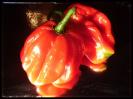 Habanero El Remo Bild