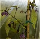 Czech Black blÃ¼ht trotz Spinnmilbenbefall Bild