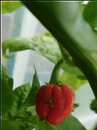 Rocotillofrucht Bild