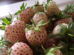 Ananaserdbeeren Bild