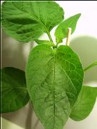 Aji Little Finger Orange Bild