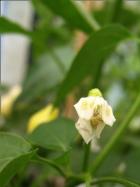 Trepadeira do Werner Nr. 1 Bild