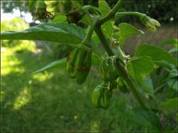 unreife PI 439416 FrÃ¼chte Bild