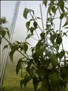 Pulla mit unzÃ¤hligen BlÃ¼ten Bild