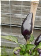 Bolivian Rainbow Bild