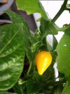 Biquinho Amarelo orange Frucht Bild