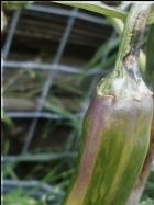 Fish Pepper grÃ¼n weiÃŸ gestreifte Chili Bild