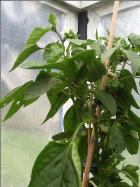 ParadeisfrÃ¼chtiger Gelber Paprikapflanze Bild