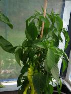 Sweet Cayenne reift rot ab Bild