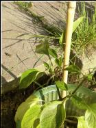 Riesen Jalapeno mit Schneckenschutz im Freiland Bild