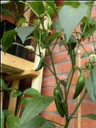 Bikers Bills Jalapeno Bild