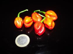 PI 439416 Teilernte Bild