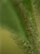 Goats Weed Chili Bild