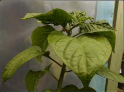 Habanero Orange Apple Bild