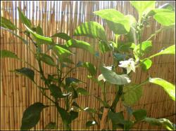 Jalapeno Conchos Bild