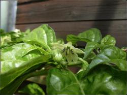 Frontera Sweet  Bild