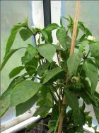 ParadeisfrÃ¼chtiger Gelber Paprikapflanze Bild