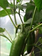 Jalapeno Conchos Jalapenos ! Bild