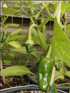 Pimiento de Padron Chilipflanze Bild