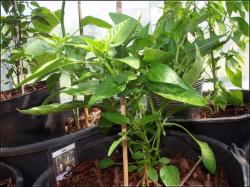 buschiges Wachstum bei Caloro Bild