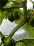 Frontera Sweet unreife FrÃ¼chte Bild