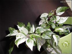 Purple Tiger 06052014 Bild