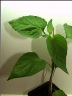 Aji Little Finger Orange Bild