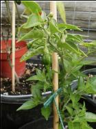 Limon Chilipflanze Bild