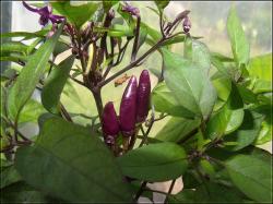 Explosive Ember Bild