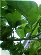 Frontera Sweet Habanerobild Bild