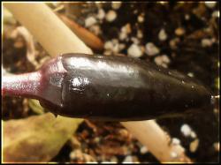 Czech Black Frucht Bild