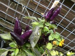 Bolivian Rainbow Bild