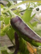 Fish Pepper Chilis Bild