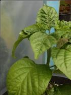 Habanero Orange Apple Bild