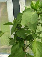 Sweet Chocolate Paprikapflanze Bild