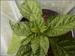 Habanero El Remo Bild