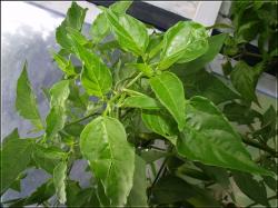 CAP 455 BlÃ¤tter Bild