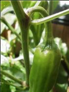 Greek Peperoni Frucht Bild