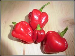 Rocotillo Ernte Bild